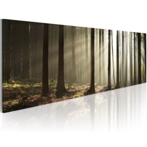 Obraz na plátně Bimago - Canvas print - Morning in the woods 120x40 cm