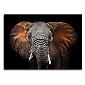 Obraz na skle Styler - Elephant 100x70 cm