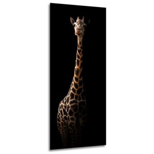 Obraz na skle Styler - Giraffe 50x125 cm