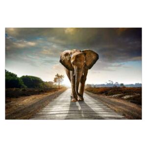 Obraz na skle Styler - Elephant 120x80 cm