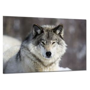 Obraz na skle Styler - Wolf 120x80 cm