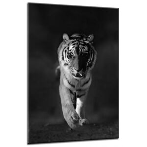 Obraz na skle Styler - Tiger 70x100 cm