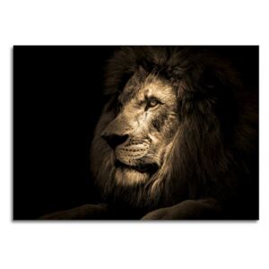 Obraz na skle Styler - Lion 100x70 cm
