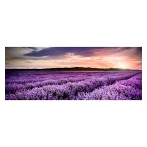 Obraz na skle Styler - Lavender Field 125x50 cm