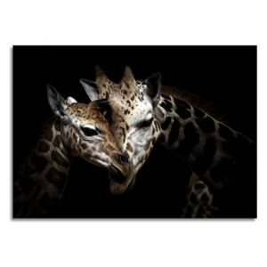 Obraz na skle Styler - Giraffe 100x70 cm