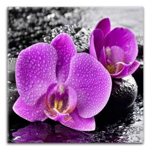Obraz na skle Styler - Orchid Pink 30x30 cm