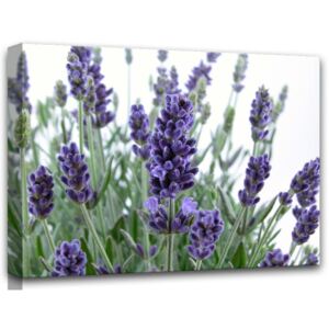 Styler Obraz na plátně - Lavender 80x60 cm