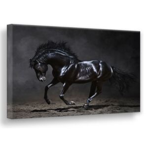 Styler Metalický obraz na plátně - Black horse 113x85 cm