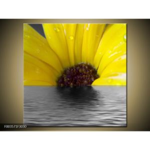Obraz žlutého květu na hladině (F003571F3030)