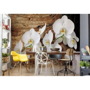 Fototapeta - Flowers White Orchids Wood Background II. Vliesová tapeta - 206x275 cm