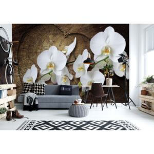 Fototapeta - Flowers White Orchids Wood Background I. Vliesová tapeta - 416x254 cm