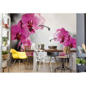 Fototapeta - Pink Orchids Flowers II. Vliesová tapeta - 206x275 cm