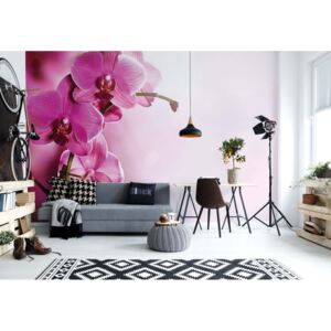 Fototapeta - Pink Orchids Flowers I. Vliesová tapeta - 208x146 cm