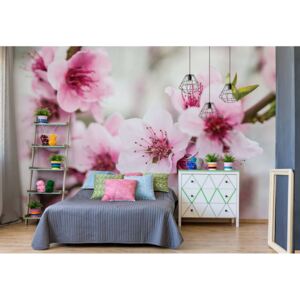 Fototapeta - Cherry Blossom Flowers Vliesová tapeta - 206x275 cm