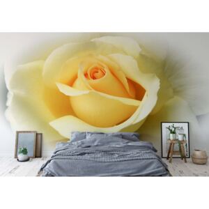 Fototapeta GLIX - Yellow Rose + lepidlo ZDARMA Vliesová tapeta - 254x184 cm
