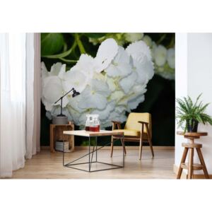 Fototapeta GLIX - Flowers Hydrangea White + lepidlo ZDARMA Vliesová tapeta - 368x254 cm