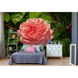 Fototapeta - Pink Rose Vliesová tapeta - 206x275 cm