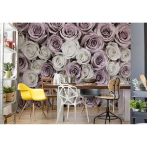 GLIX Fototapeta - Roses Flowers III. Vliesová tapeta - 416x254 cm