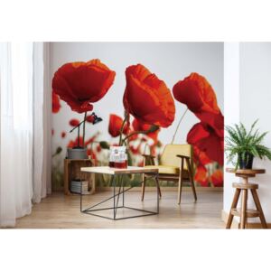 Fototapeta - Red Poppies In The Field Vliesová tapeta - 368x254 cm
