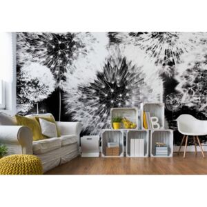 Fototapeta - Dandelion Black And White II. Vliesová tapeta - 208x146 cm