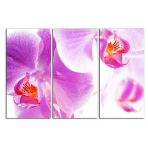 Orchideje C4042BO