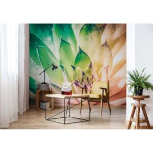 Fototapeta - Aloe Plant Green And Orange Vliesová tapeta - 250x104 cm