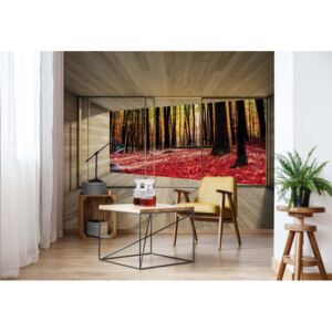 Fototapeta GLIX - Autumn Forest 3D + lepidlo ZDARMA Vliesová tapeta - 254x184 cm