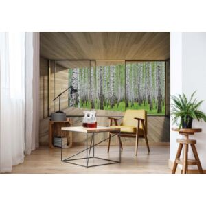Fototapeta - Birch Forest 3D Modern Window View Vliesová tapeta - 254x184 cm