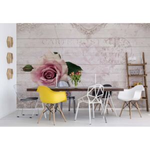 Fototapeta - Pink Rose Vintage Design White Wood Texture Vliesová tapeta - 368x254 cm