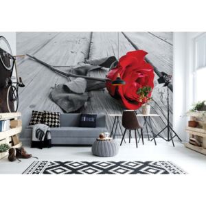 GLIX Fototapeta - Red Rose Black And White Vliesová tapeta - 208x146 cm