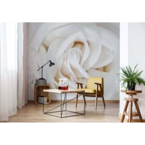 Fototapeta - Soft White Rose Vliesová tapeta - 416x254 cm