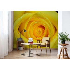 Fototapeta - Rose Flower Yellow Vliesová tapeta - 416x254 cm