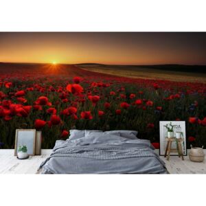 GLIX Fototapeta - Sunrise Between Poppies Vliesová tapeta - 416x290 cm