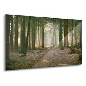 Skleněný obraz - Woodland Walk 60x40 cm