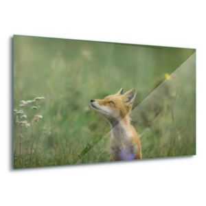 Skleněný obraz - Fox Meadow 100x75 cm