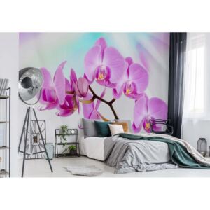 GLIX Fototapeta - Flowers Orchids I. Vliesová tapeta - 208x146 cm