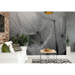 GLIX Fototapeta - Dandelion Macro Black And White Vliesová tapeta - 368x254 cm