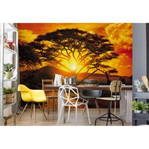 GLIX Fototapeta - Sunset Africa Nature Tree Vliesová tapeta - 208x146 cm