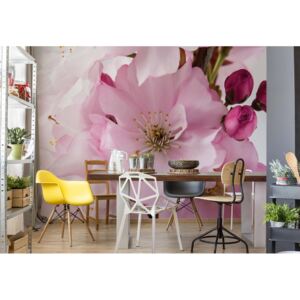 GLIX Fototapeta - Flowers Cherry Blossom Pink Vliesová tapeta - 312x219 cm