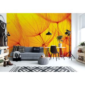 Fototapeta - Orange Dandelion Vliesová tapeta - 368x254 cm