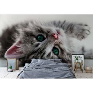 Fototapeta - Cute Kitten I. Vliesová tapeta - 250x104 cm
