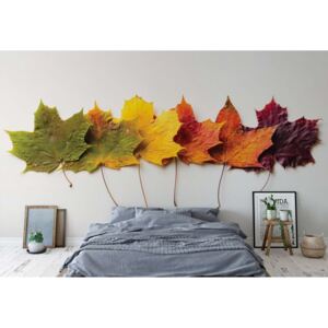 Fototapeta - Autumn Leaves II. Vliesová tapeta - 368x254 cm