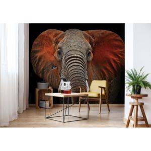 Fototapeta - Elephant I. Vliesová tapeta - 312x219 cm