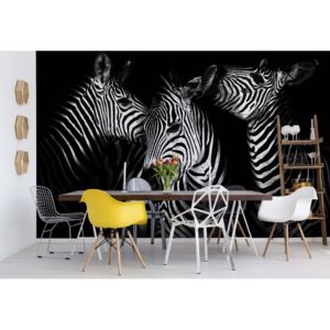 GLIX Fototapeta - Black And White Zebras II. Vliesová tapeta - 416x290 cm