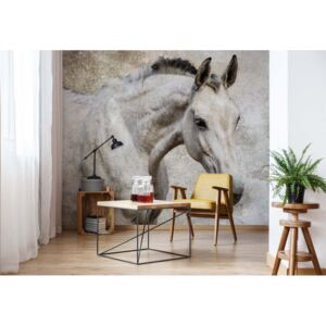 GLIX Fototapeta - Beautiful White Horse Vliesová tapeta - 368x254 cm