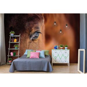 Fototapeta - Beautiful Horse Vliesová tapeta - 416x254 cm