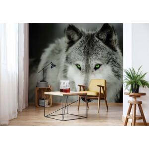 Fototapeta - Wolf I. Vliesová tapeta - 416x254 cm