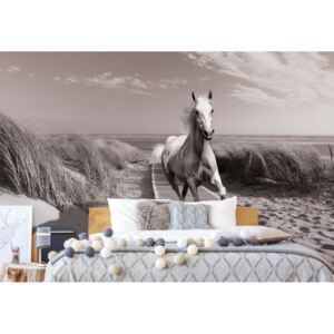 Fototapeta GLIX - White Horse Beach + lepidlo ZDARMA Vliesová tapeta - 368x254 cm