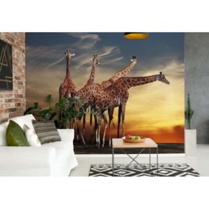 Fototapeta - The Giraffes Vliesová tapeta - 254x184 cm