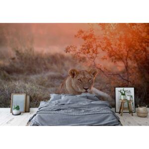 GLIX Fototapeta - Sunset Lioness Vliesová tapeta - 254x184 cm